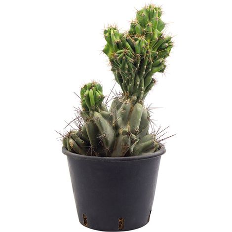 Cereus peruvianus monstruosus - cereus crestato - vaso 18 cm (1/2)