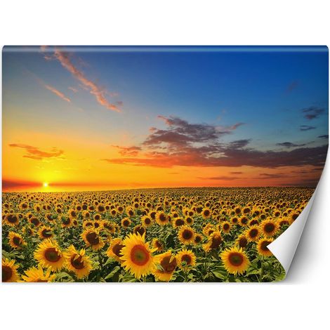Carta Da Parati, Campo di girasoli Natura - 250x175 (1/5)