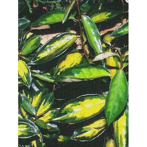Chalef 'Limelight' Pot de 7,5L/10L (1/3)