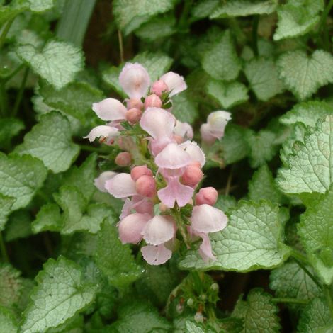 4 x Lamier tacheté  - Lamium maculatum 'Pink Pewter'  - godet (1/5)