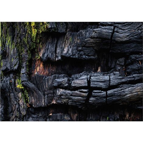 Fototapete Holz Moos 200x140 cm Dunkelblau Einfacher Selbstmontage Hochwertige Qualität (1/5)