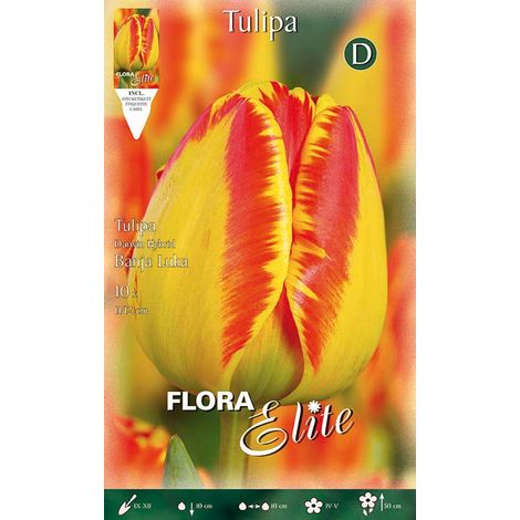 BULBI AUTUNNALI TULIPANO DARWIN HYBRID BANJA LUKA CONFEZIONE DA 10 BULBI BULBS
