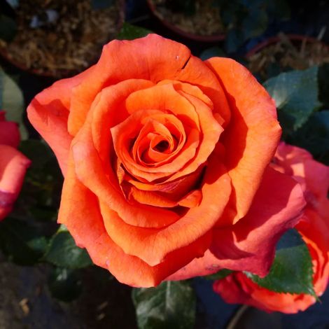BARNI Rosa Anne Vanderlove: colore caldo e fioritura continua dal fascino delicato (1/5)