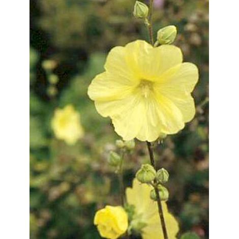 Rose trémière 'Sunshine' Godet de 8/9 cm (1/2)