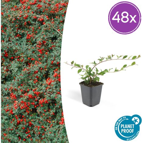 Lot de 48 Cotoneaster dammeri 'Major' Plante Couvre-sol Résistant au Froid 25 cm Pot Ø 9 cm - PANGIVO (1/5)