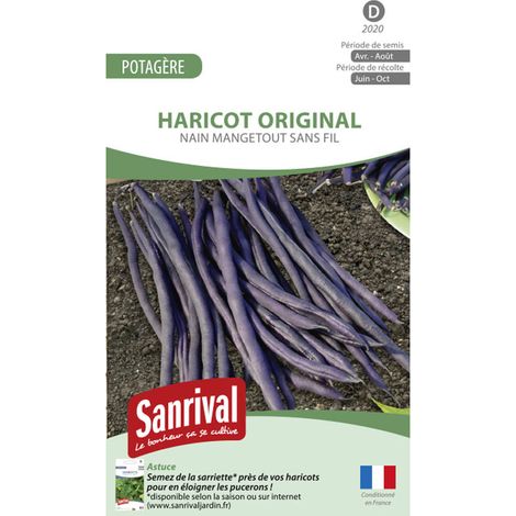 Graines Haricot Nain Violet Amethyst