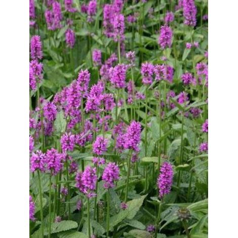 Stachys monnieri 'Hummelo' Godet de 8/9 cm (1/4)