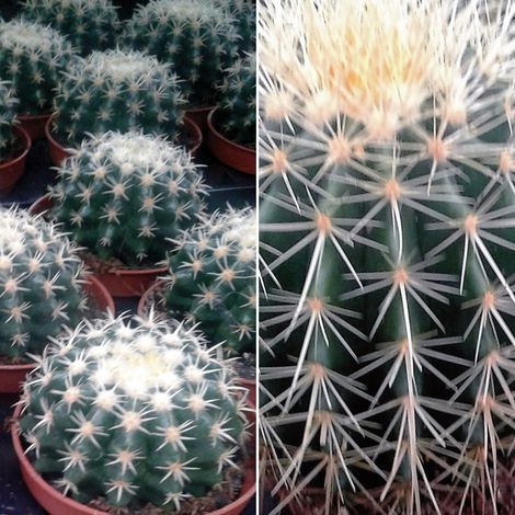 Planta de Cactus Echinocactus Grusonii. Asiento de Suegra. Bola 10 Cm