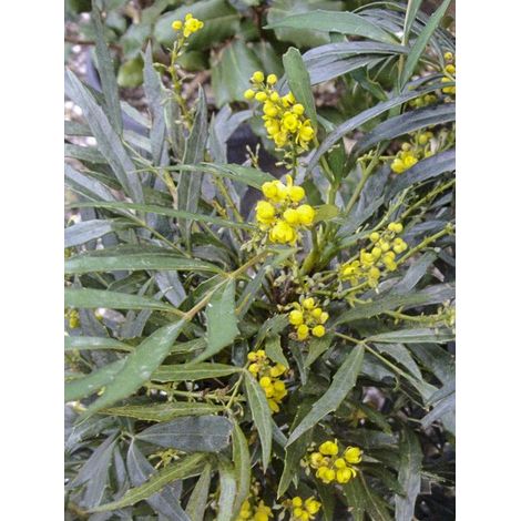 Mahonie 'Nara Hiri' Pot de 2L/3L (1/4)