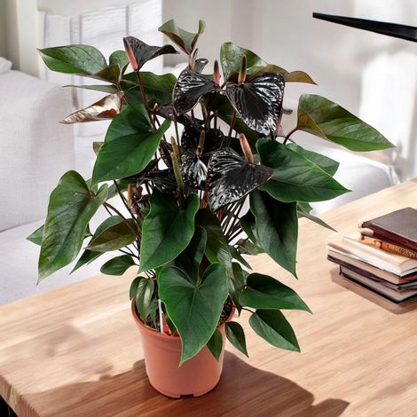Gardenaria Anthurium 'Beauty black' - Pianta da interno ornamentale - Altezza: 60 cm (vaso 17) (1/5)
