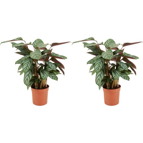Bloomique - Lot de 2 - Calathea Compactstar - Plante d'intérieur - Facile d'entretien - Purifiante - Hauteur 30-40 cm - Pot de 12 cm