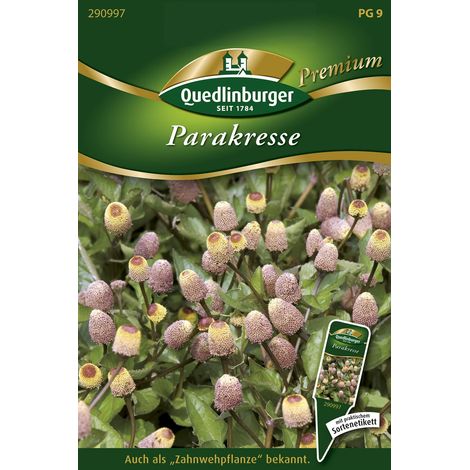 Quedlinburger Saatgut – Spilanthe (cresson de Para) – Graines d'herbes aromatiques, fleurs jaunes en boutons, hauteur env. 25 cm (1/2)