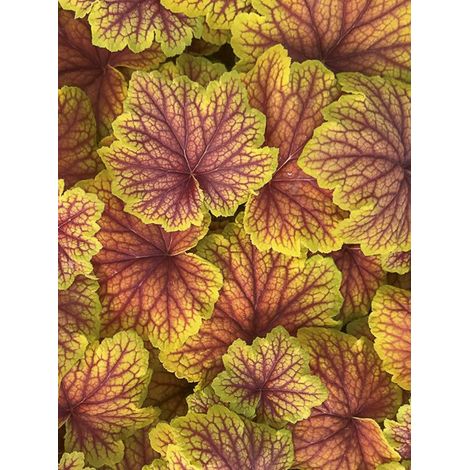 Heuchère 'Red Lightning' Pot de 1,5L/2L