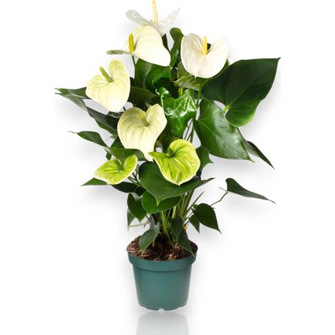 Gardenaria Anthurium andreanum 'White success' - Pianta da interno ornamentale - Altezza: 70 cm (vaso 17)