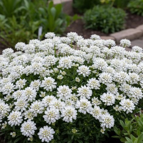 Iberis Snowflake/Lot de 9 godets