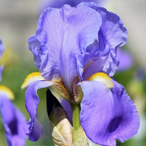 Iris des jardins Crystal Blue/Godet - 5/20 cm (1/4)