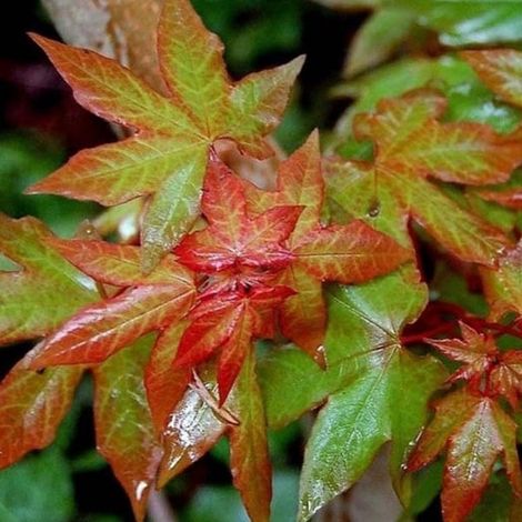 Acer cappadocicum Rubrum - Érable de Colchide rouge Pot de 3L/4L