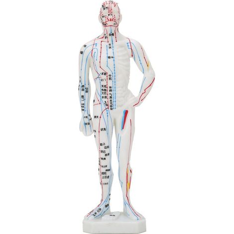 Modèle d'acupuncture humaine avec points d'acupression et ventouses pour apprentissage