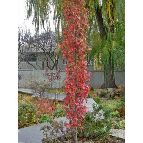 Copalme d'Amérique 'Slender Silhouette' Pot de 7,5L/10L