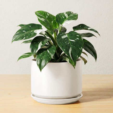 Pot de Fleurs en Céramique 17 cm, Pot de Fleurs avec Soucoupe Intégrée et Trou de Drainage, Petit Cache-Pot Moderne, Robuste et Durable pour Décoration Maison et Bureau, Finition Mate, Blanc (1/5)