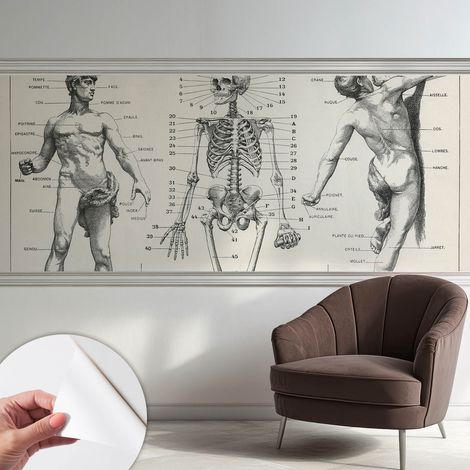 Papier peint adhésif avec colle pour décoration moderne de salon chambre à coucher cuisine et bureau Facile Anatomie classique 250x104 cm (1/5)
