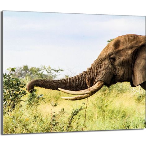 Glasschutzplatte für den Herd 60x52 Elefant (1/5)