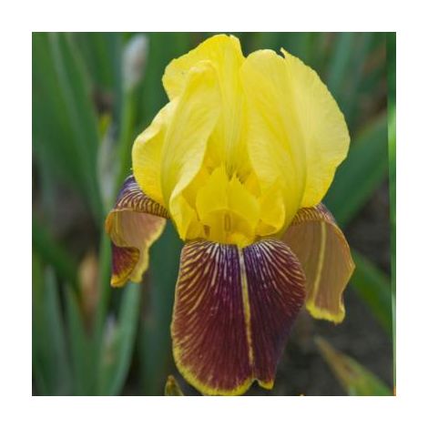 IRIS RAJAH BROOKE - LE GODET