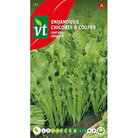 Chicorée à Couper Endivette - Ca. 3 gr (Livraison Gratuite) (1/2)