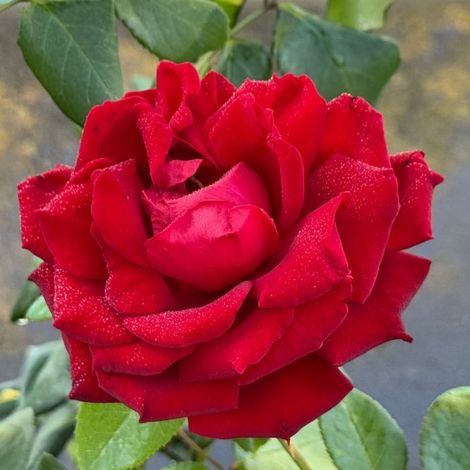 Gardenaria Rosa 'Ingrid bergman' - Rosa da giardino - Altezza: 30/40 cm (vaso22) (1/2)