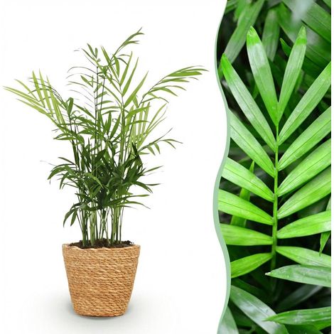 Chamaedorea elegans - Plante d'intérieur Palmier Nain avec Panier - Pet Friendly - Pot 12 cm H 15 cm - PANGIVO (1/5)