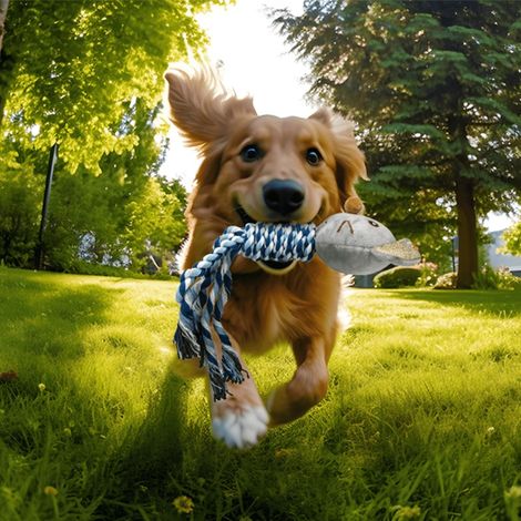 Jouet en Peluche sonore pour Chien – Stimule Le Jeu et réduit l'anxiété en imitant Les Sons familiaux. (1/5)