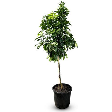 Mandarinier - Citrus Reticulata - 150 cm - arbre de 8 ans - arbre (1/5)