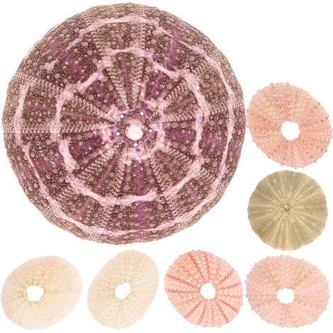 Coquillages d'oursins pour suspensions florales (1/5)