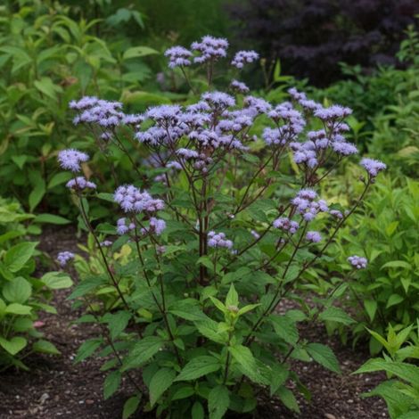 Eupatoire à port d'Ageratum/Godet - 5/20 cm