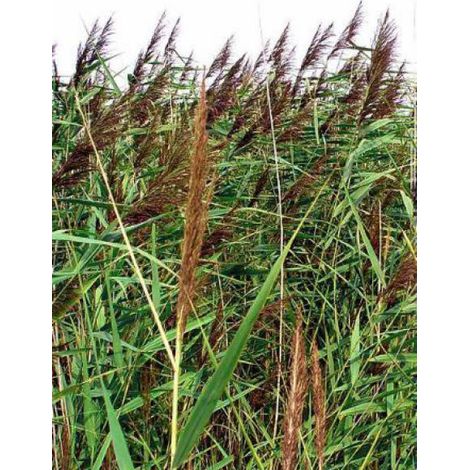 Roseau commun Godet de 8/9 cm