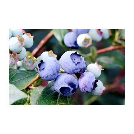 Vivaio Garden Forest – Myrtille géante précoce Vaccinium Corymbosum Duke – H 70cm – Photos réelles – Plante fruitière pour culture en pot