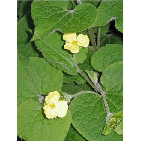 Saruma henryi Godet de 8/9 cm (1/4)