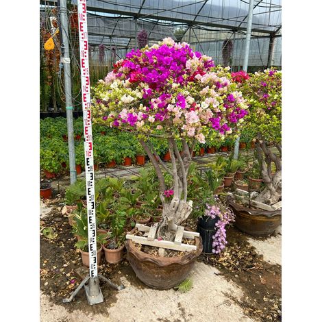 Bougainvillier Bougainvillea Bonsaï Pot 60 cm Arbuste Grimpant d'Extérieur (1/5)