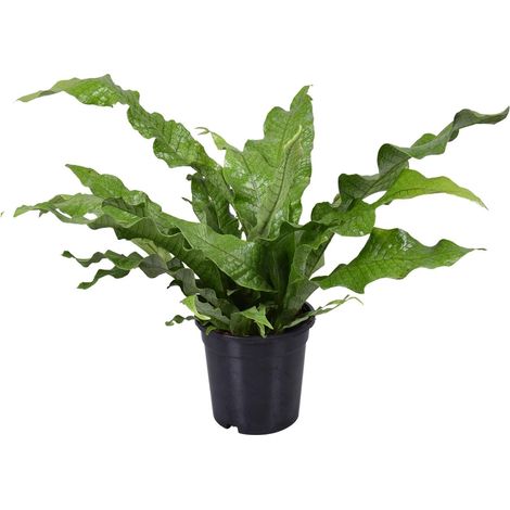 Fougère Kangourou Microsorum Diversifolium Plante d'Intérieur Décorative Ø17 cm Hauteur 45 cm - PANGIVO (1/4)