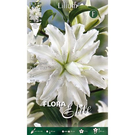 LILIUM ORIENTAL POLAR STAR A FIORE DOPPIO (CONFEZIONE DA 2 BULBI)