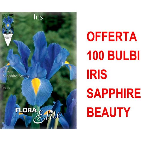 OFFERTA 100 BULBI IRIS HOLLANDICA SAPPHIRE BEAUTY BULBS BULBES