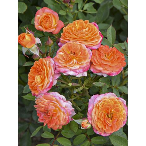 Rosier à fleurs groupées 'Don Pacello' Pot de 4L/5L