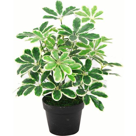 55cm Variegated Artificial Umbrella Plant (1/5)