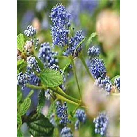 Céanothe, Lilas de Californie 'Burkwoodii' Pot de 2L/3L