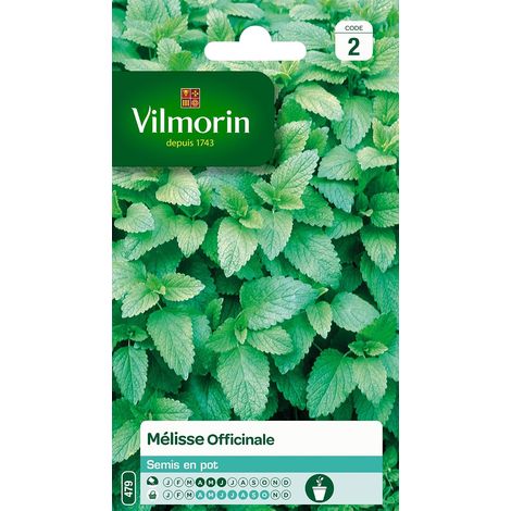 Mélisse Officinale (1/5)