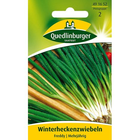 Quedlinburger Saatgut – Ciboule vivace d'hiver « Freddy » – Graines de légumes, rustique, feuillage tubulaire vert