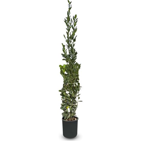 Laurus Nobilis - Laurus Nobilis - Arbuste à feuilles persistantes (1/4)