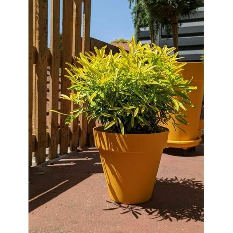 Bandeja de flores redonda RIVIERA SOLEILLA - Plástico - Diámetro 60 cm - Amarillo (1/2)
