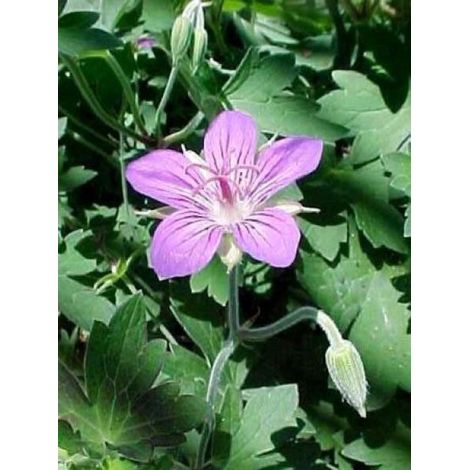 Géranium vivace wlassovianum Godet de 8/9 cm (1/3)