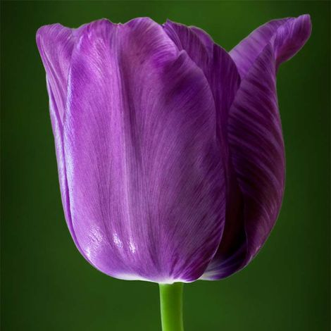 Tulipe simple tardive 'Bleu Aimable' Bulbe calibre 11+ (par 6) (1/2)